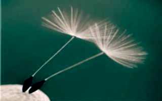 Albert Genau Cambalkon Bayilik(1)